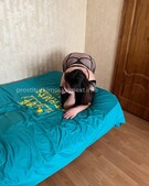 Анкета проститутки Зоя - метро Ломоносовский, возраст - 30